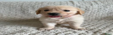 Golden Retriever 6