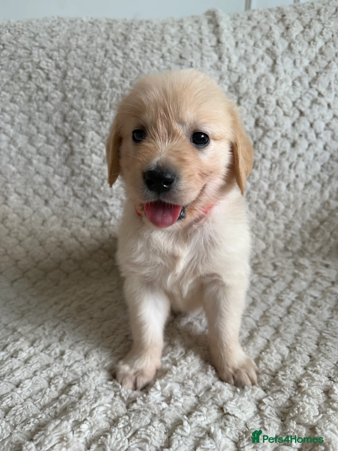 Golden Retriever dogs for sale: Golden Retriever Puppies  in Templecombe - Advert 2