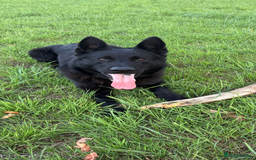 German Shepherd dogs for sale: Czech/DDR Protection/stud dog for sale  - Image 3