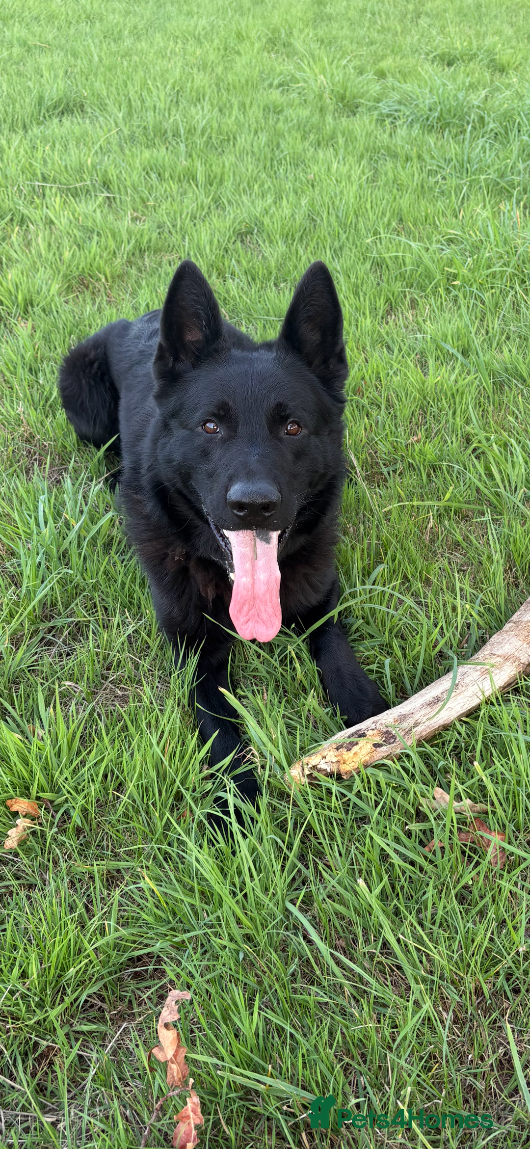 German Shepherd dogs for sale: Czech/DDR Protection/stud dog for sale  - Image 3