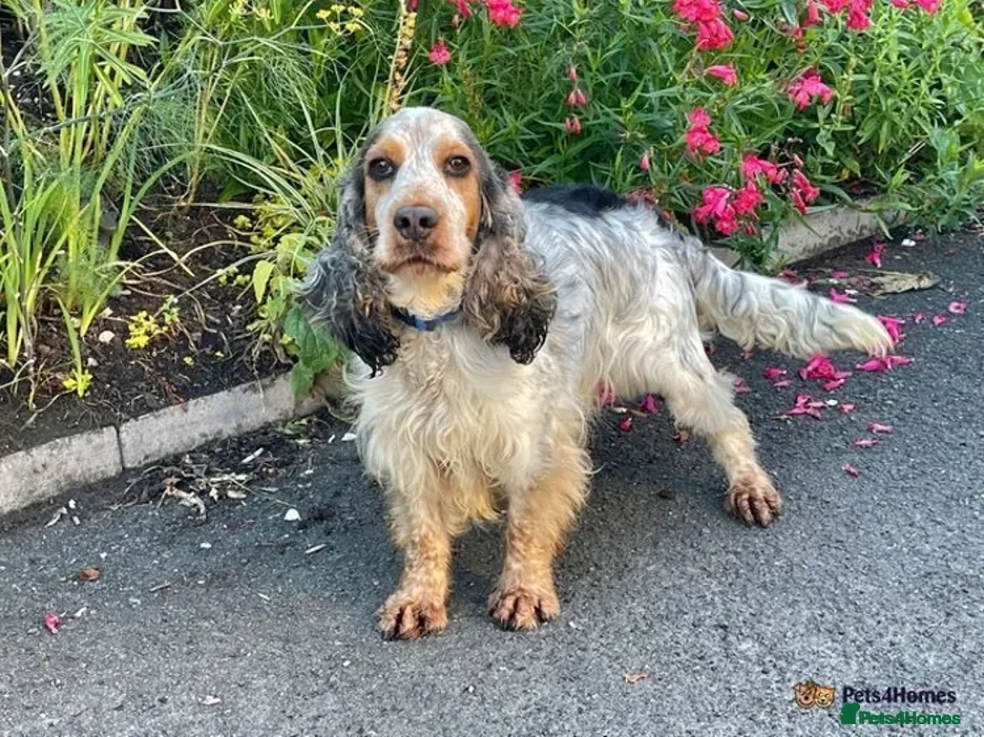 Cocker Spaniel dogs for stud: KC show Cocker Spaniel at Stud  in Alston - Advert 2