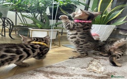 Bengal cats for sale: ❤️ Gorgeous Pure Bengal Kittens Available ❤️ - Image 8