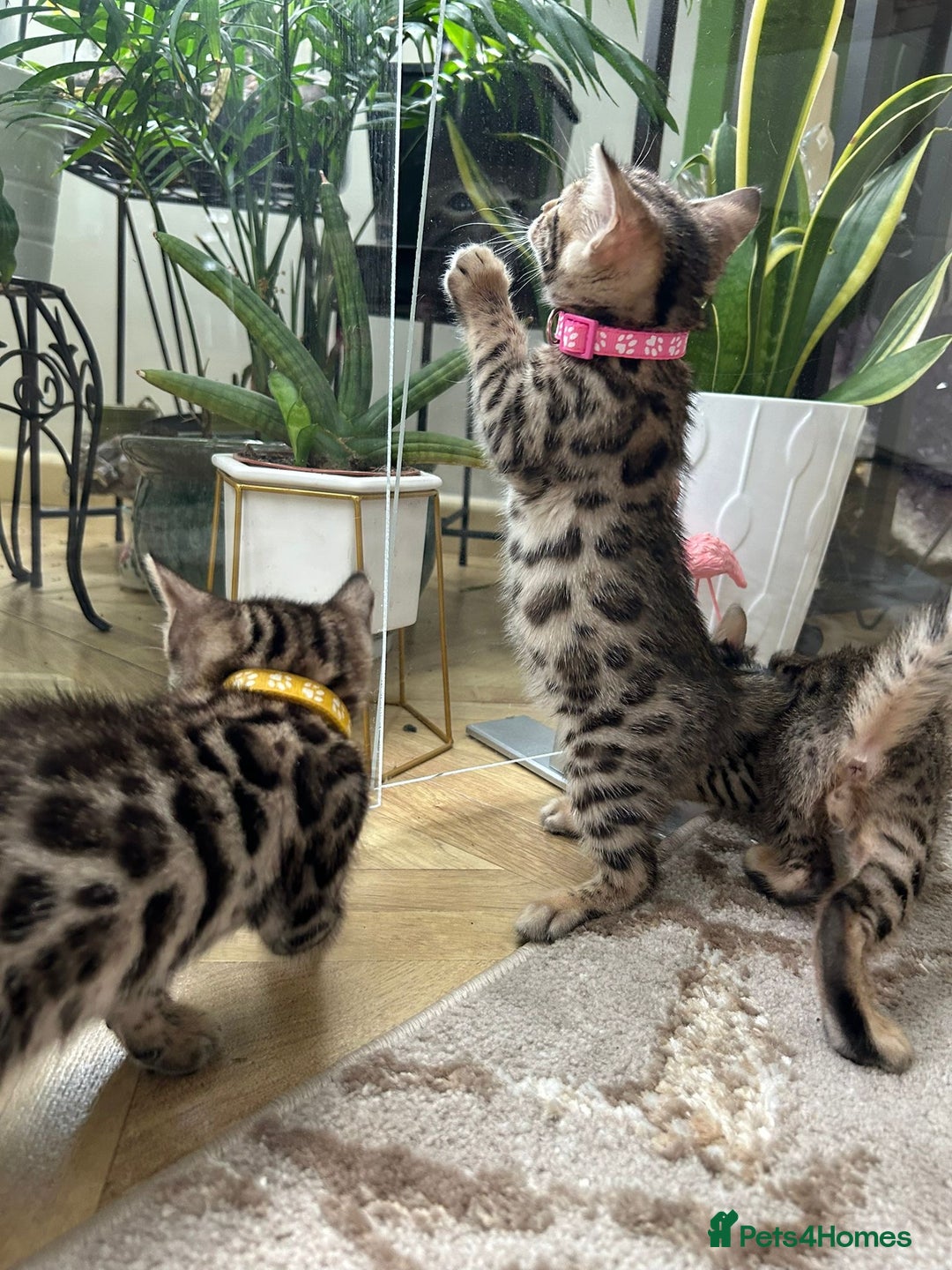 Bengal cats for sale: ❤️ Gorgeous Pure Bengal Kittens Available ❤️ - Image 8