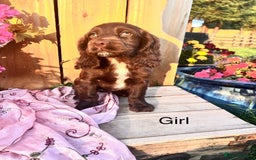 Sprocker dogs for sale: Quality Sprocker Spaniels last Black Boy ! - Image 9