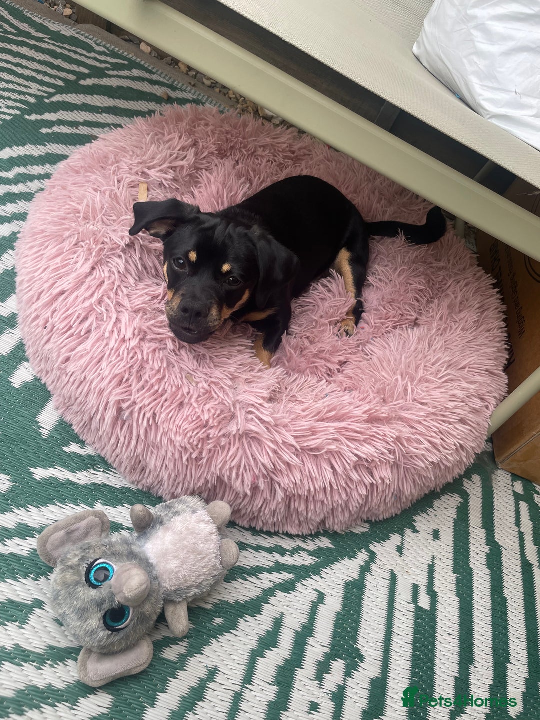 Mixed Breed dogs for sale: Dachshund cross pug. 5 months old. Female  - Image 2