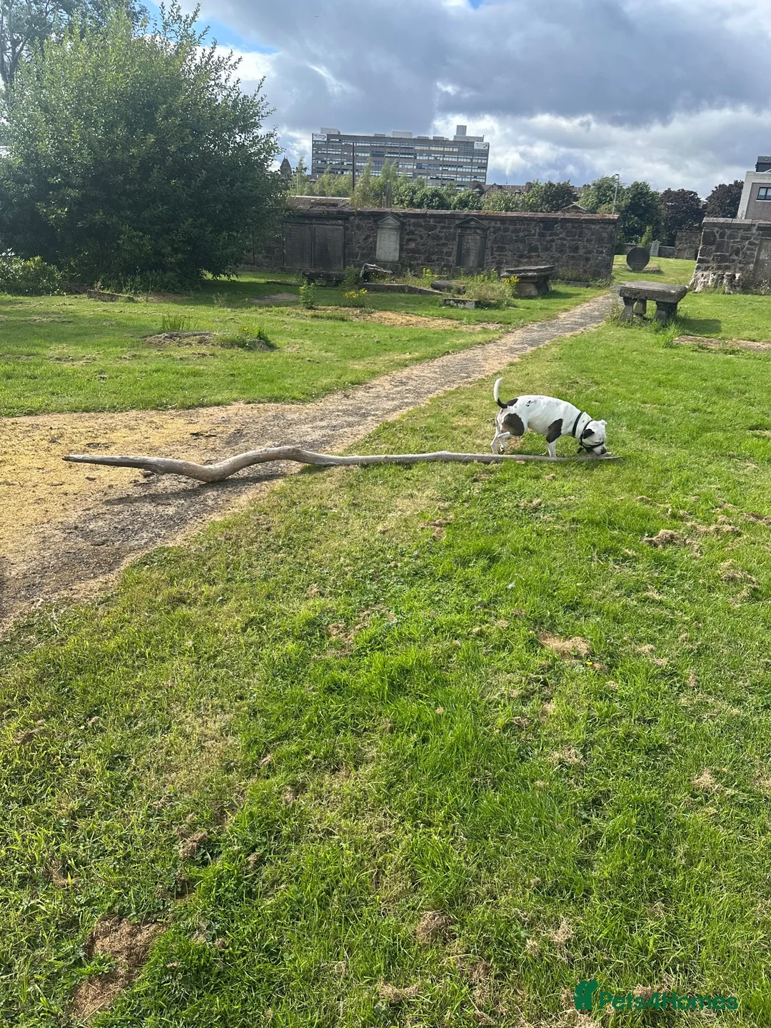 Staffordshire Bull Terrier dogs for sale: Staffy male for sale  - Advert 2