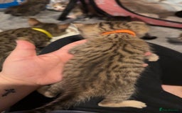 Mixed Breed cats for sale: 9 Mixed Bengal Kittens For Sale - Image 18