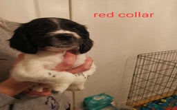 English Springer Spaniel dogs for sale: 🐶 Chunky Springer Spaniel Puppies 🏡 - Advert 8