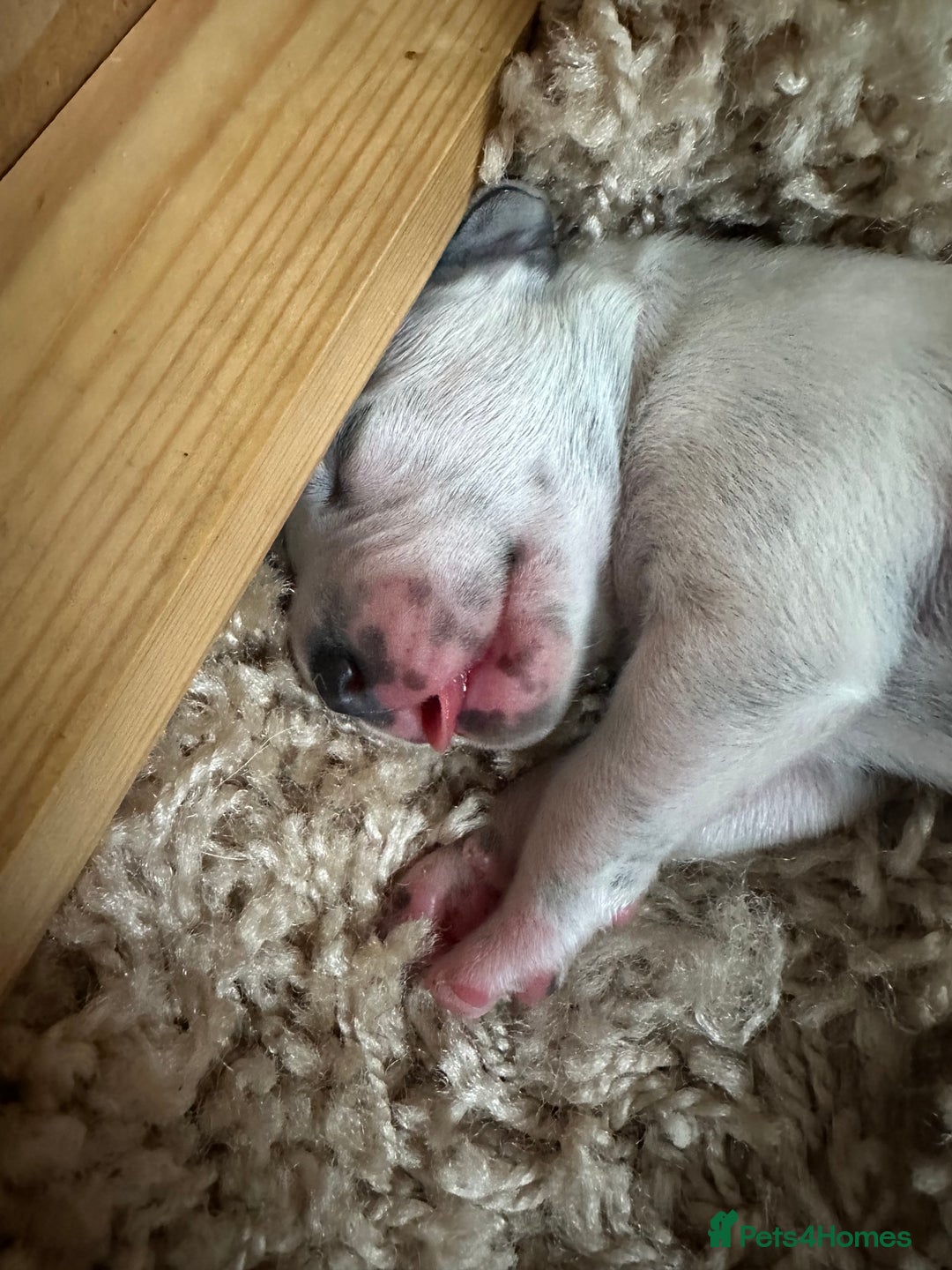 Dalmatian dogs for sale: Dalmatian puppies  - Image 6