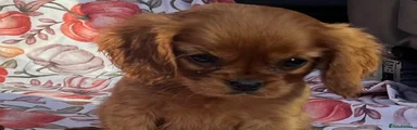 Cavalier King Charles Spaniel 2
