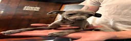 Italian Greyhound dogs for sale: KC Registered Italian Greyhounds Puppies - Advert 24