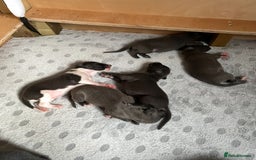 Whippet dogs for sale: 💙 Whippet Puppies – Beautiful Blue Litter 💙 - Image 15