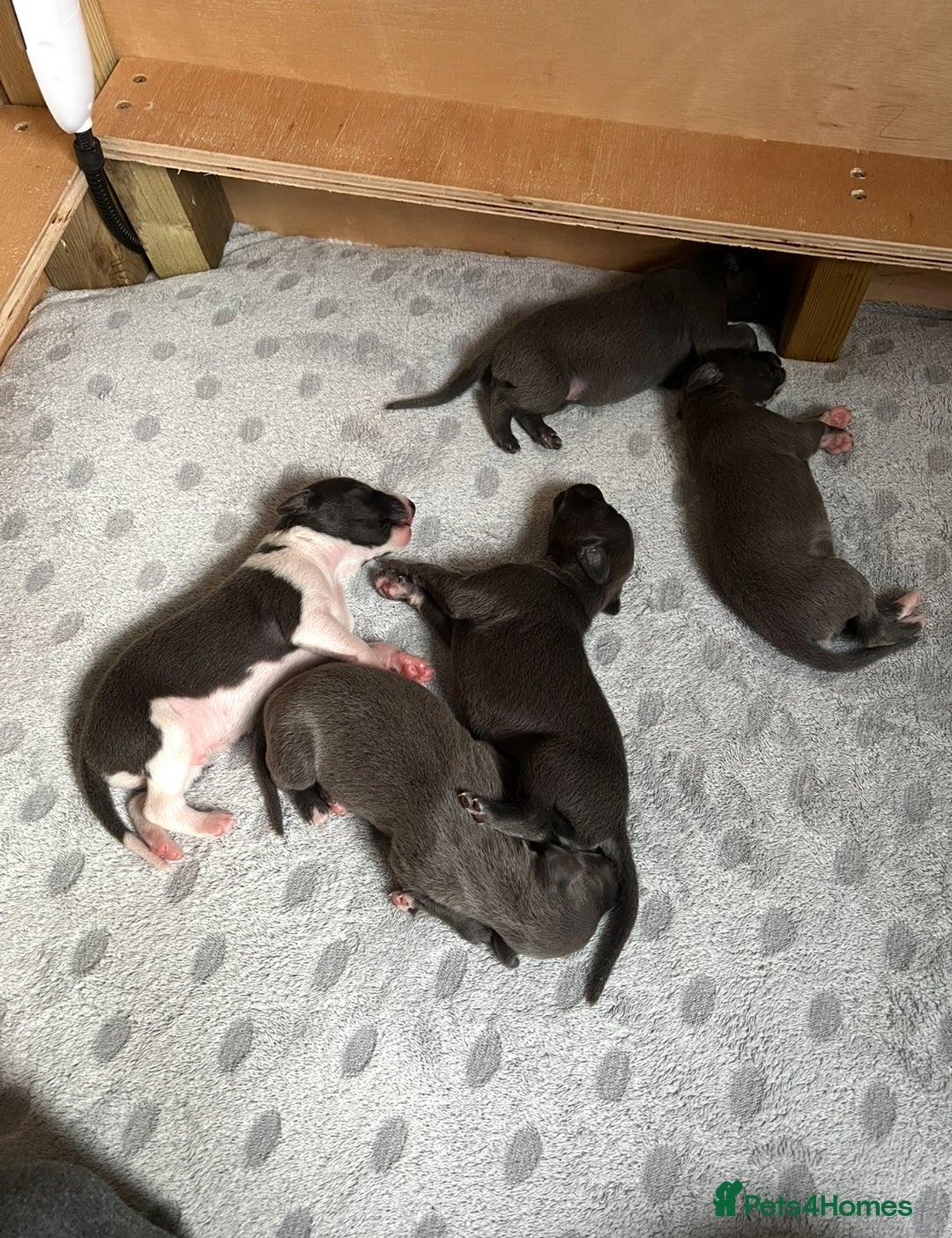 Whippet dogs for sale: 💙 Whippet Puppies – Beautiful Blue Litter 💙 - Image 15