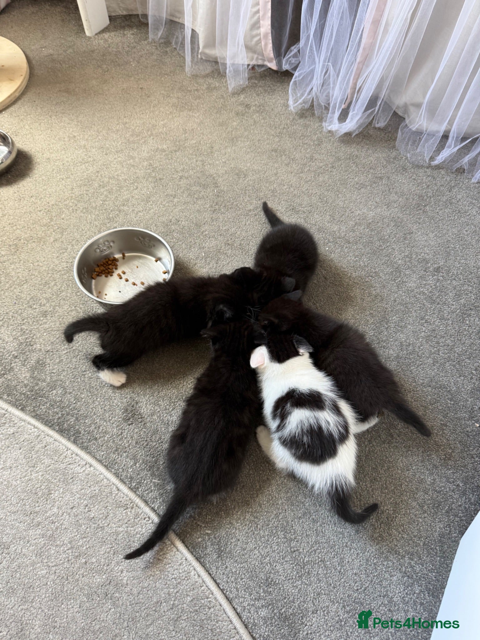 Ragdoll cats Half Ragdoll Kittens - Advert 2