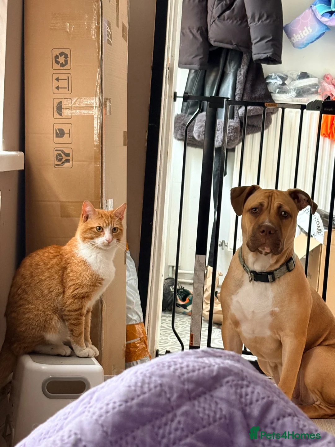 Mixed Breed dogs for sale: 6 month old cane corso  ** tiff mix  in Warrington - Advert 2