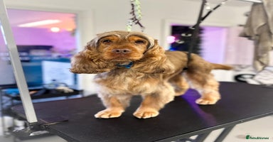 Cocker Spaniel dogs KC Registered Show type cocker spaniel  - Advert 3