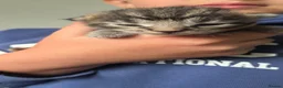 Maine Coon cats for sale: Stunning Full Maine Coon Kittens in Stoke-on-Trent - Advert 9