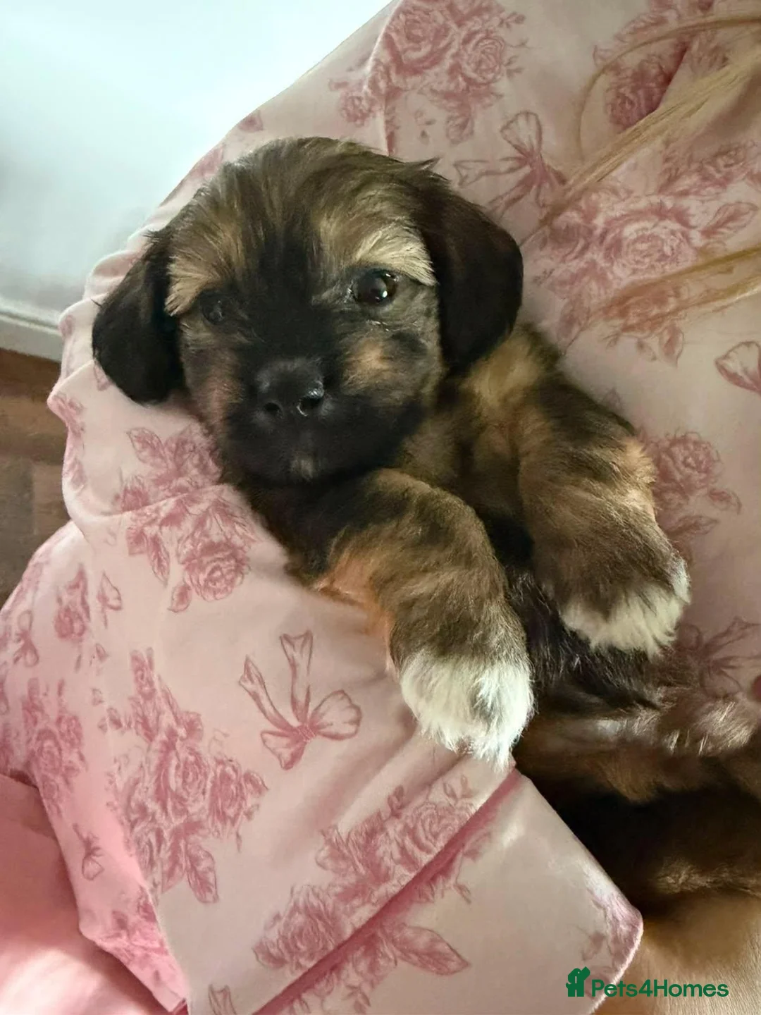 Mixed Breed dogs for sale: Mini Dachshund cross F1 Schion pups in Paisley - Advert 2