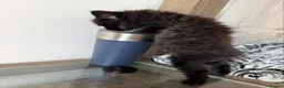 Maine Coon cats for sale: 4 remaining kittens - Maincoons pure breed  - Advert 4