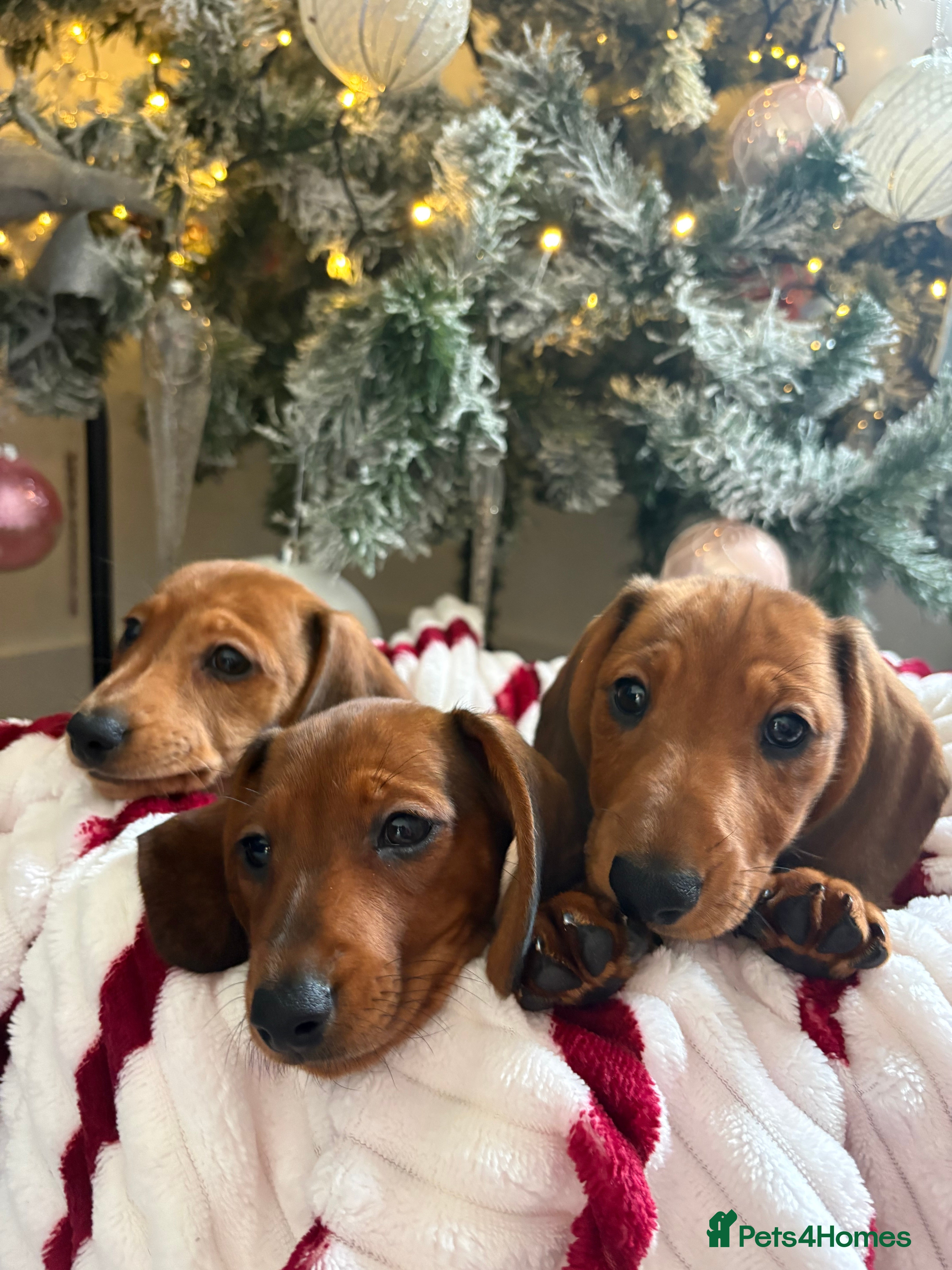Dachshund dogs Beautiful dachshunds ready to leave now - Advert 17