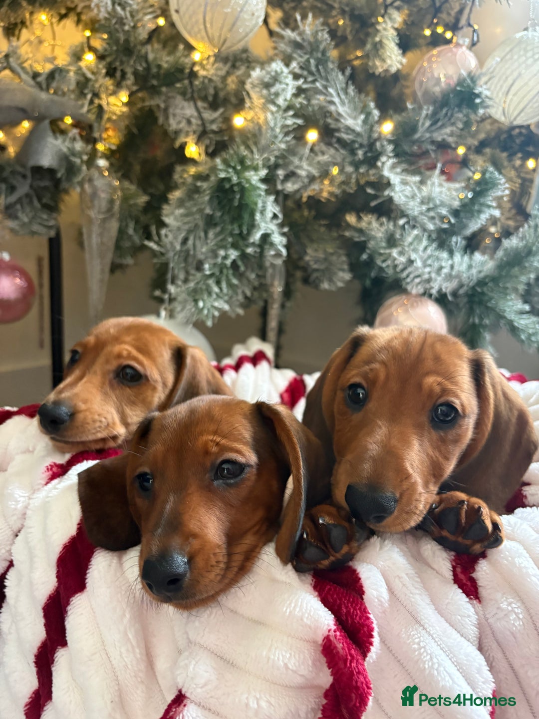 Dachshund dogs for sale: Beautiful dachshunds ready to leave now - Advert 1
