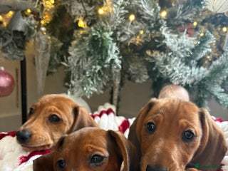 Dachshund dogs Beautiful dachshunds ready to leave now - Advert 3