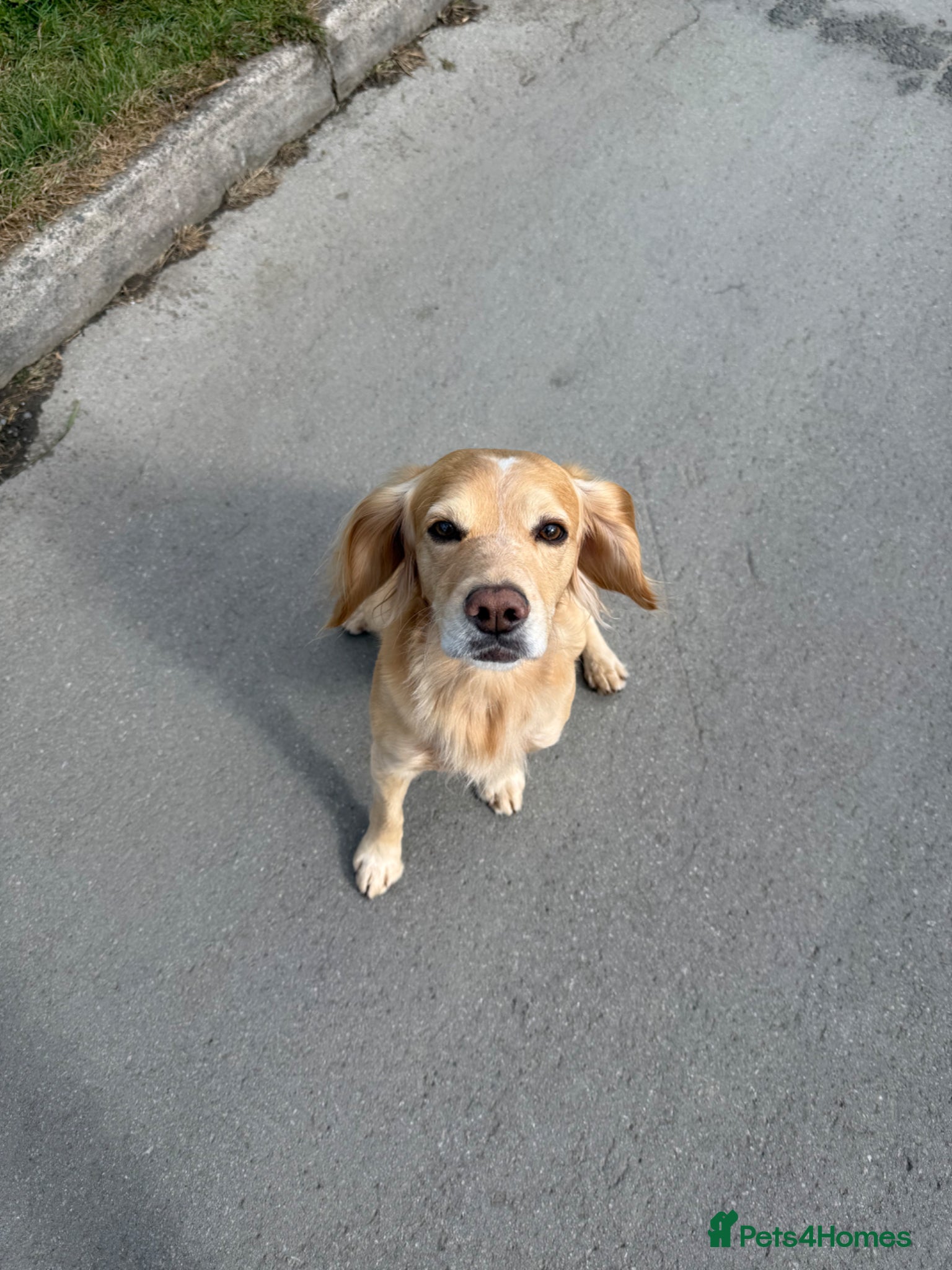 Cocker Spaniel dogs Proven Working Cocker Spaniel stud - KC Registered - Advert 11