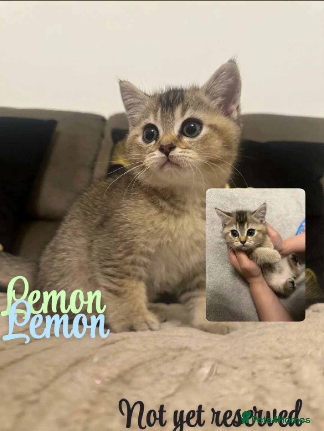 British Shorthair cats for sale: Golden tipped British shorthairs - Advert 1