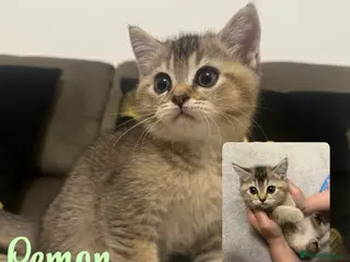 British Shorthair cats Golden tipped British shorthairs - Advert 17
