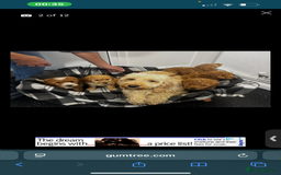 Cockapoo dogs for sale: Mylo our 9 weeks old cockapoo BOY - Advert 5