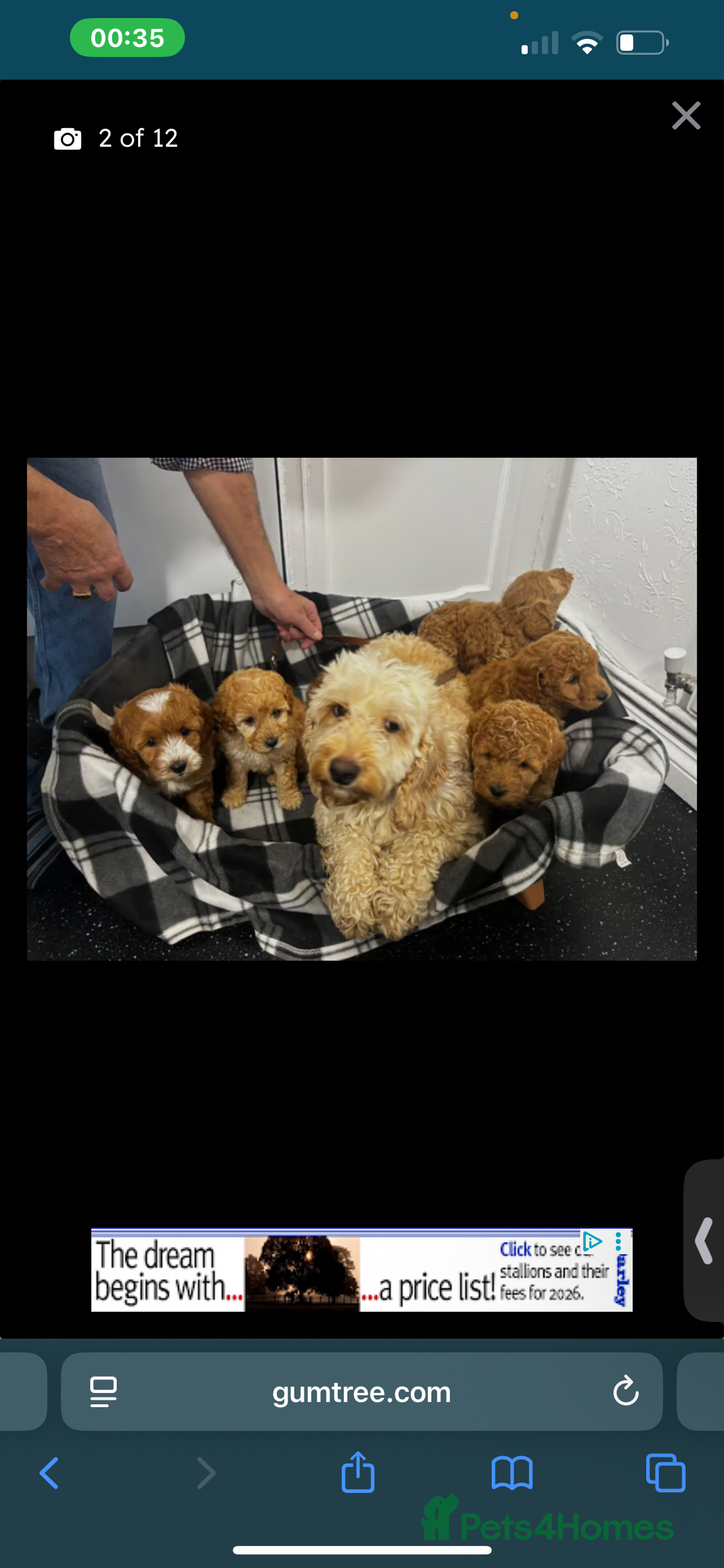 Cockapoo dogs for sale: Mylo our 9 weeks old cockapoo BOY - Advert 5