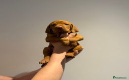 Hungarian Vizsla dogs for sale: KC regarding Hungarian Vizsla puppies - Image 26
