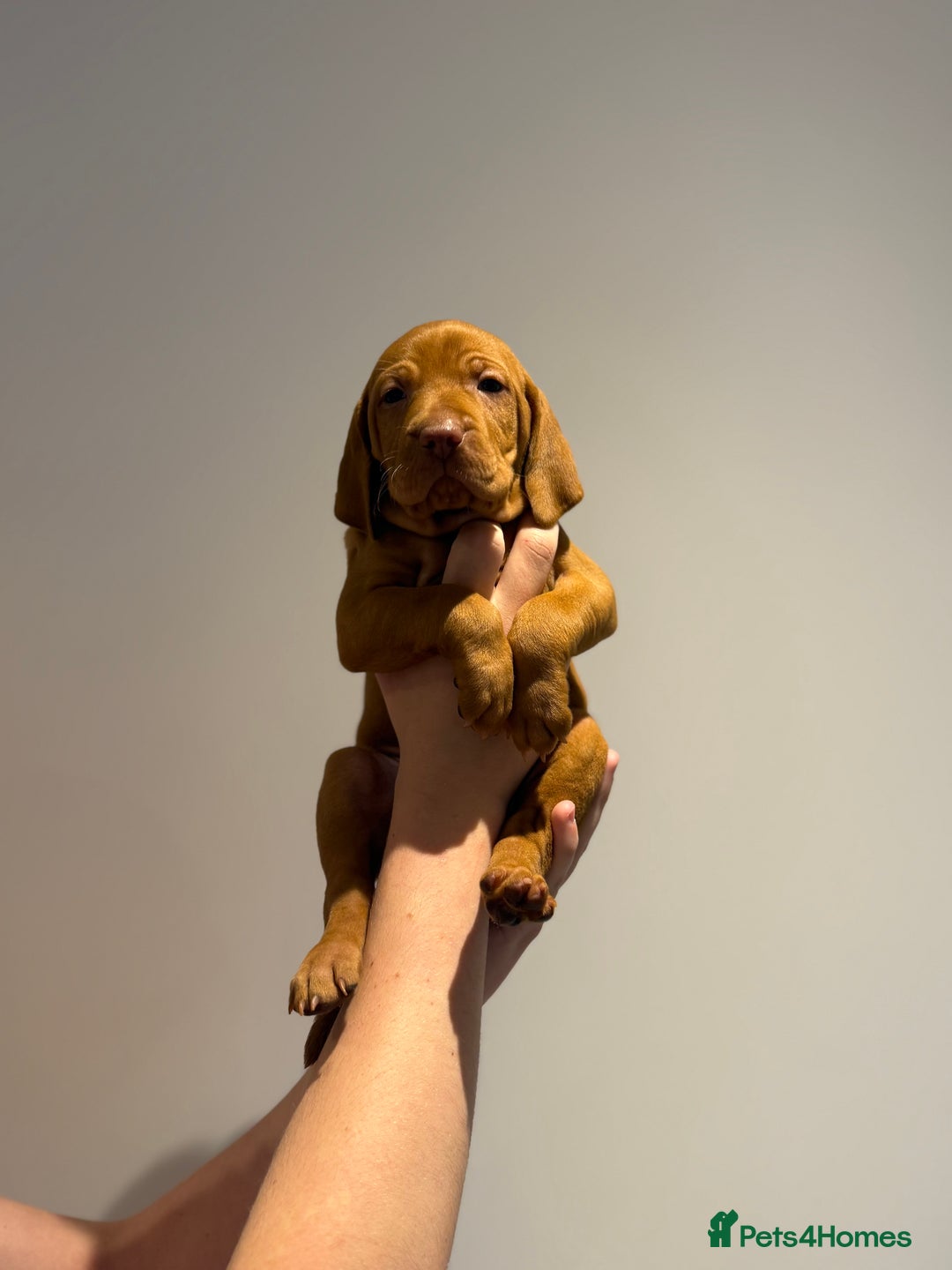 Hungarian Vizsla dogs for sale: KC regarding Hungarian Vizsla puppies - Image 26