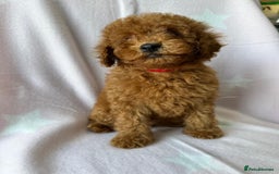 Miniature Poodle dogs for sale: Small size beautiful perfect poodle babys - Image 17