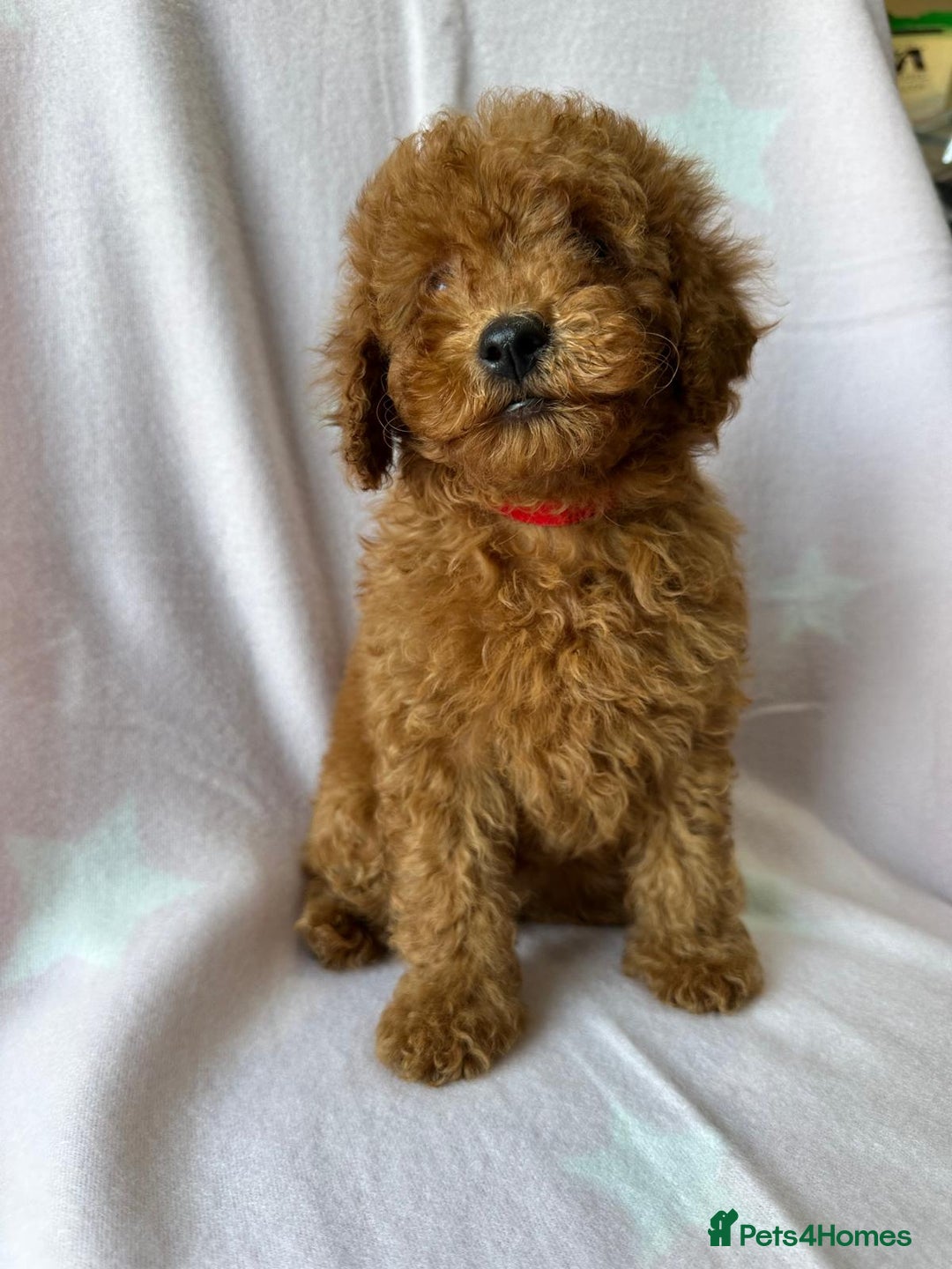 Miniature Poodle dogs for sale: Small size beautiful perfect poodle babys - Image 17