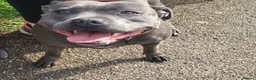 Staffordshire Bull Terrier dogs for sale: Stafordshire bull terrier  - Advert 4