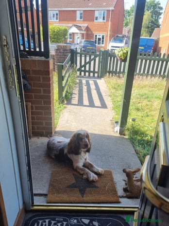 Cocker Spaniel dogs - Advert 5