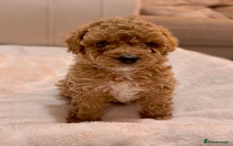 Cavapoochon dogs for sale: Premium Quality Teddy Toy Cavapoochons F1B - Advert 14