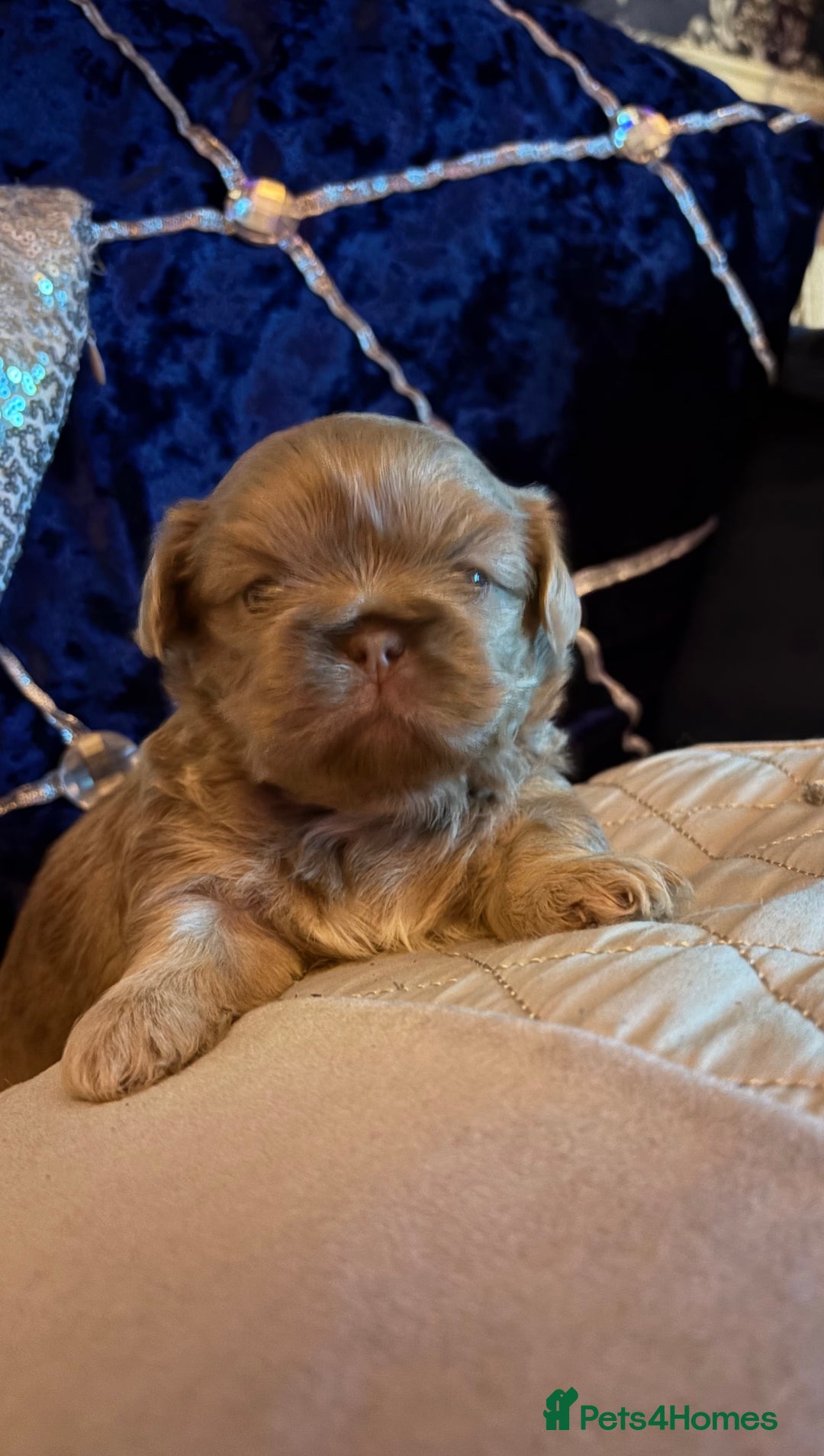 Shih Tzu dogs for sale: 4 beautiful stunning shih tzu puppies  - Advert 8