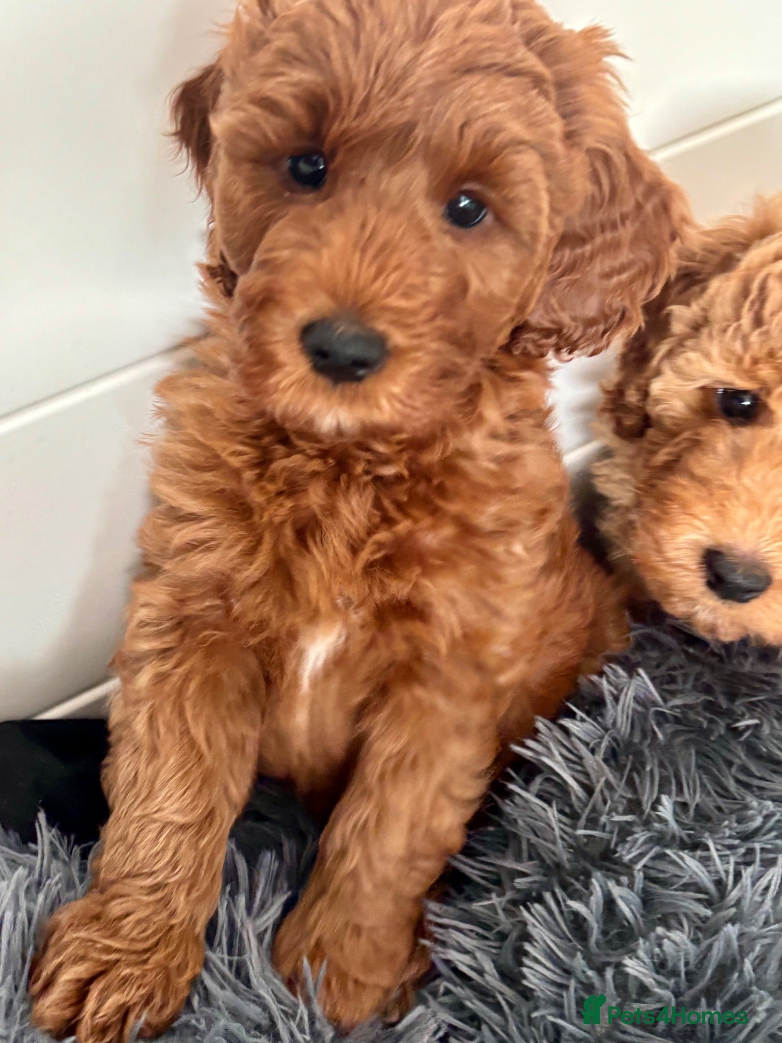 Australian Labradoodle dogs Australian Mini Double Doodle Multigen puppies. - Advert 11