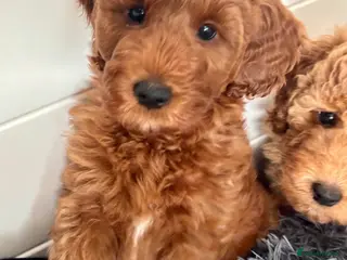 Australian Labradoodle dogs Australian Mini Double Doodle Multigen puppies. - Advert 11