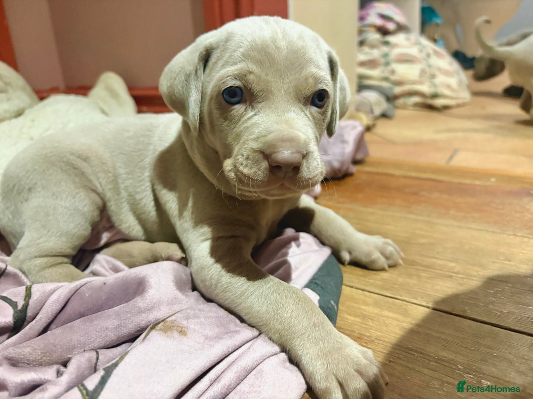 Weimaraner dogs for sale: Weimaraner pups  - Advert 3