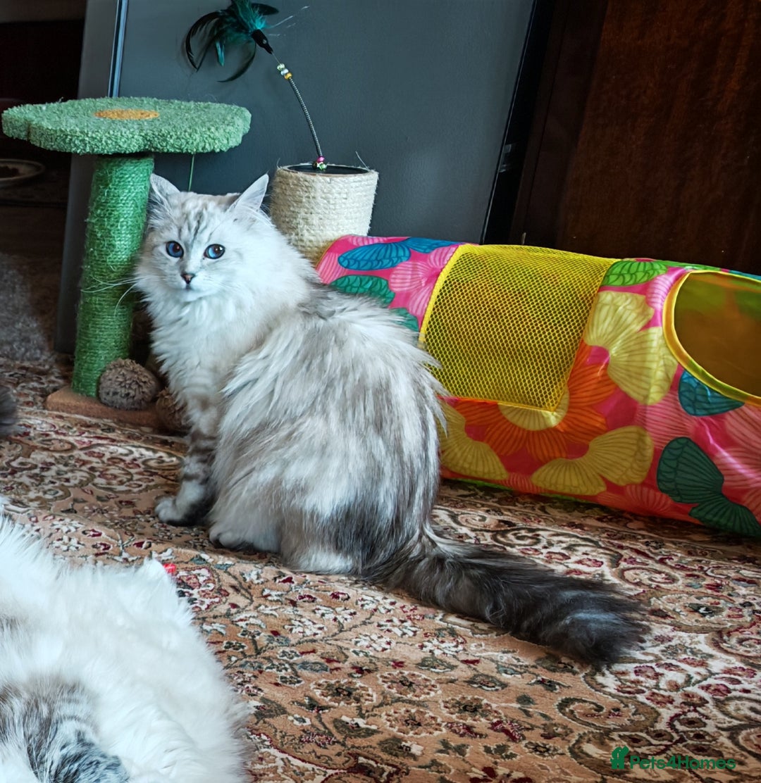 Siberian cats for sale: GCCF +TICA parents - Image 27