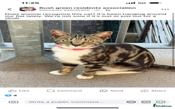 Savannah cats for sale: 4 kittens  - Image 14