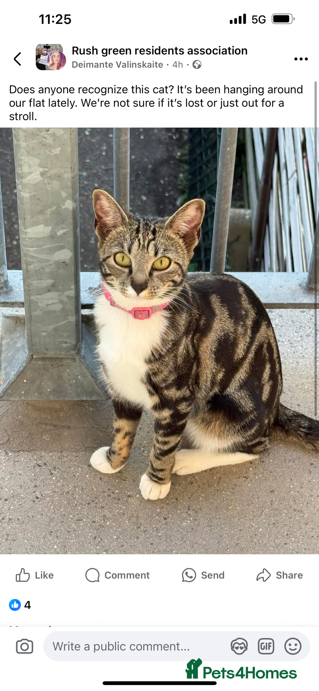 Savannah cats for sale: 4 kittens  - Image 14