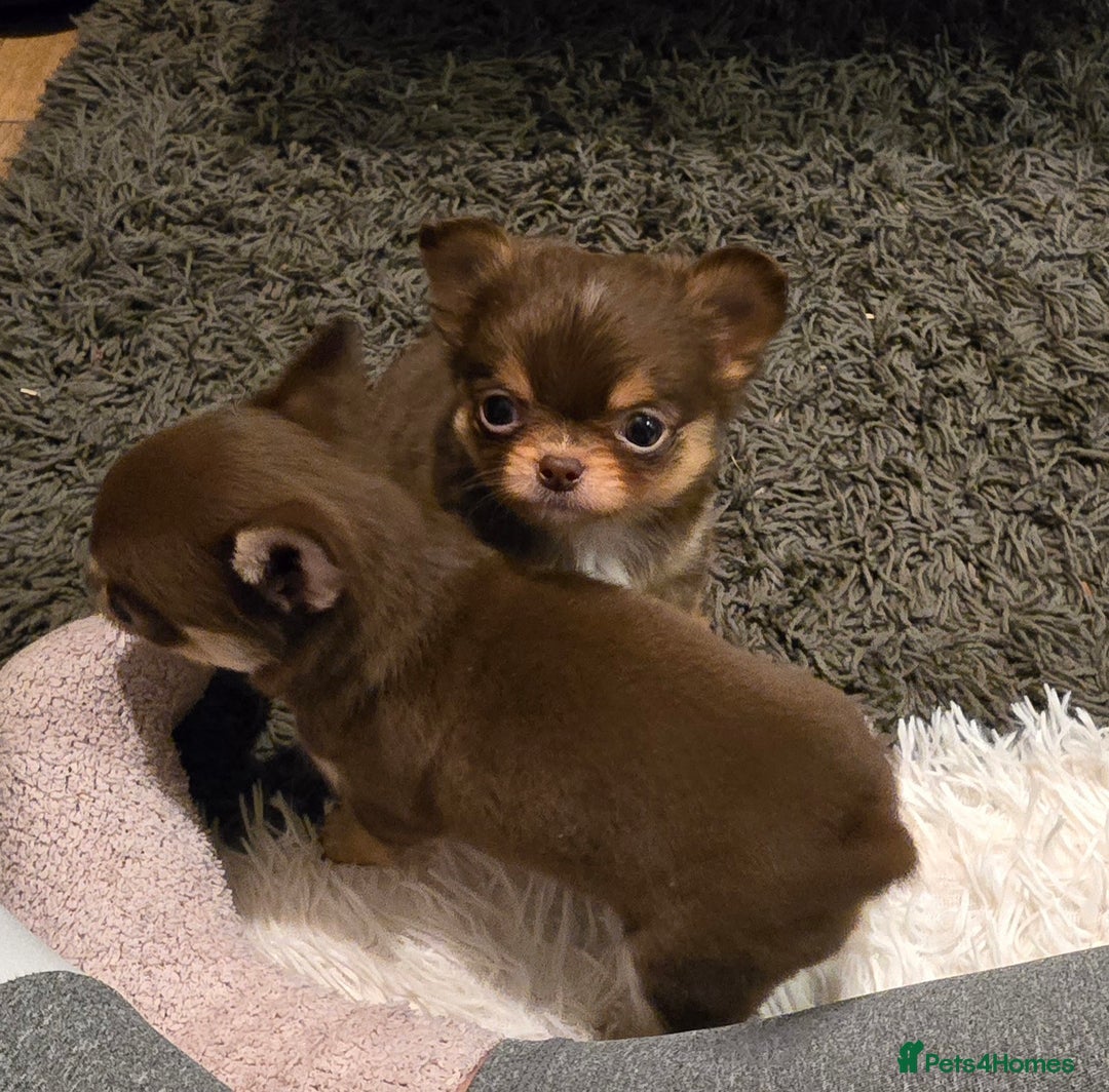 Chihuahua dogs for sale: Xx gorgeous chocolate longcoat chihuahua puppy Xx - Advert 3