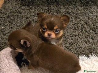 Chihuahua dogs Xx gorgeous chocolate longcoat chihuahua puppy Xx - Advert 4