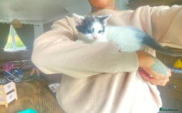 Domestic Shorthair cats for sale: 3 cuddly girl kittens available  - Image 4