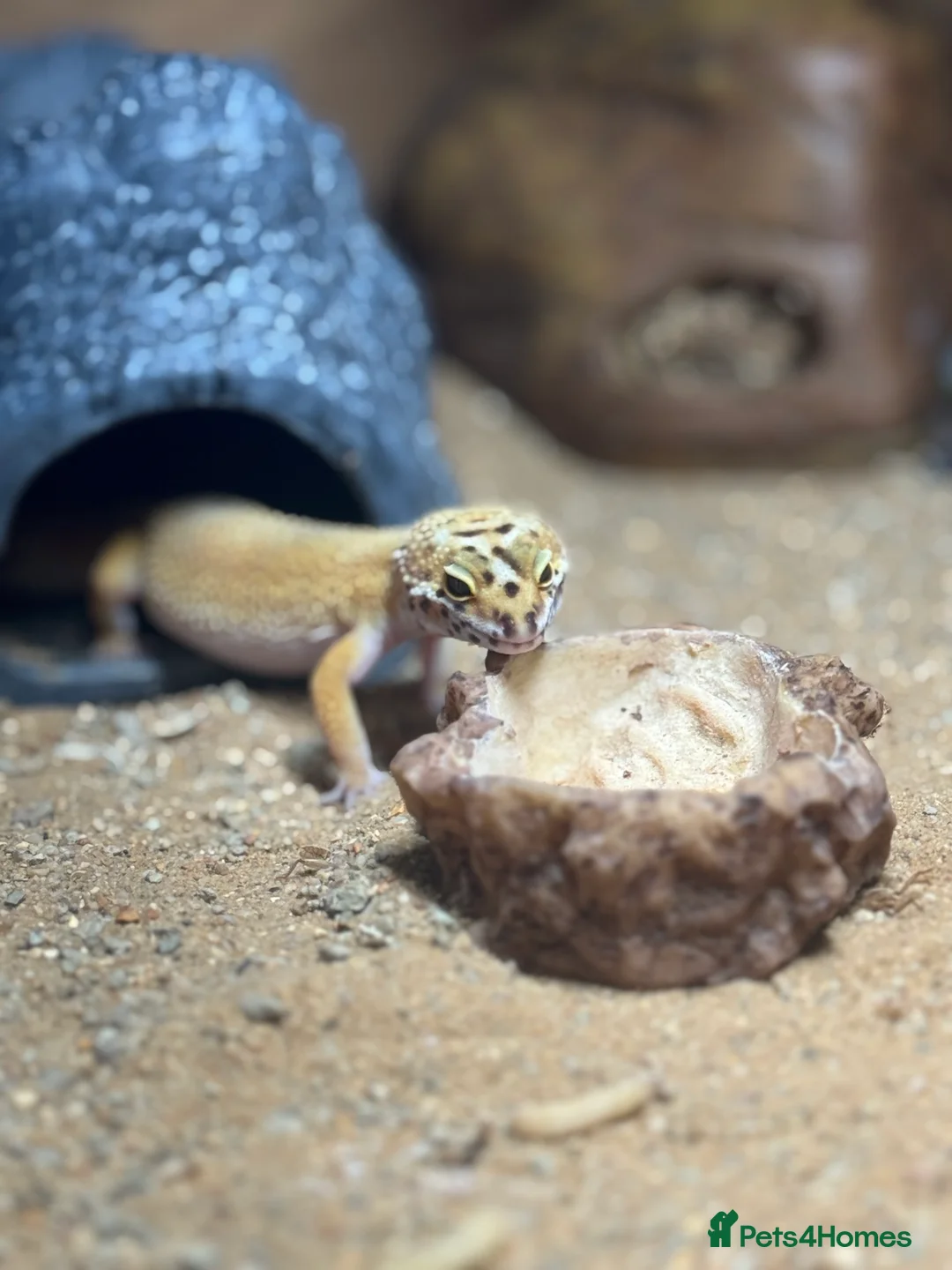 Gecko reptiles for sale: Stunning Morph Geko with setup  - Advert 4