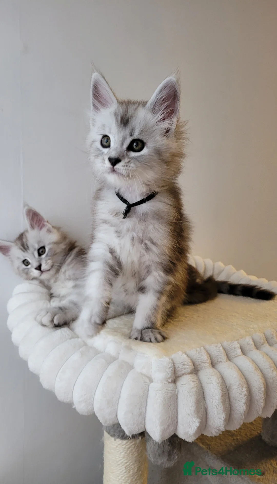 Maine Coon cats for sale: Tica registered Maine coon kittens  - Advert 5